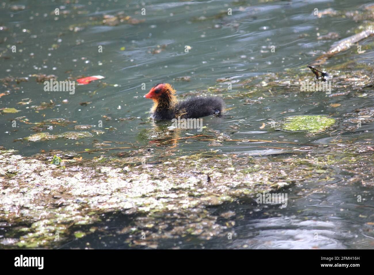 Eurasian coot in citypark Staddijk in Nijmegen, the Netrherlands Stock Photo