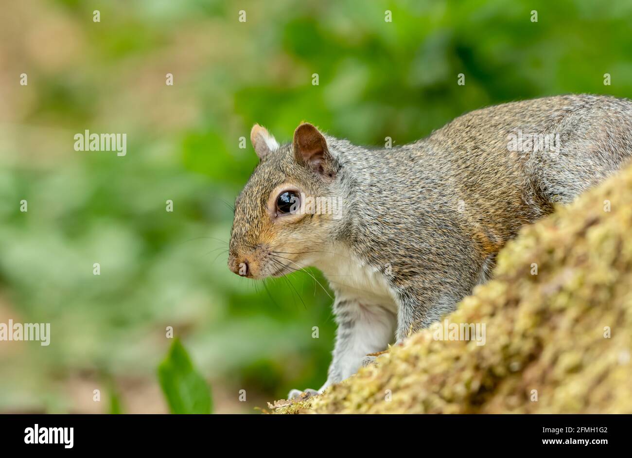 Grey Squirrel, scientific name: Sciurus carolinensis.  Close up of an alert grey or gray Squirrel, facing down in natural woodland habitat.  Clean bac Stock Photo