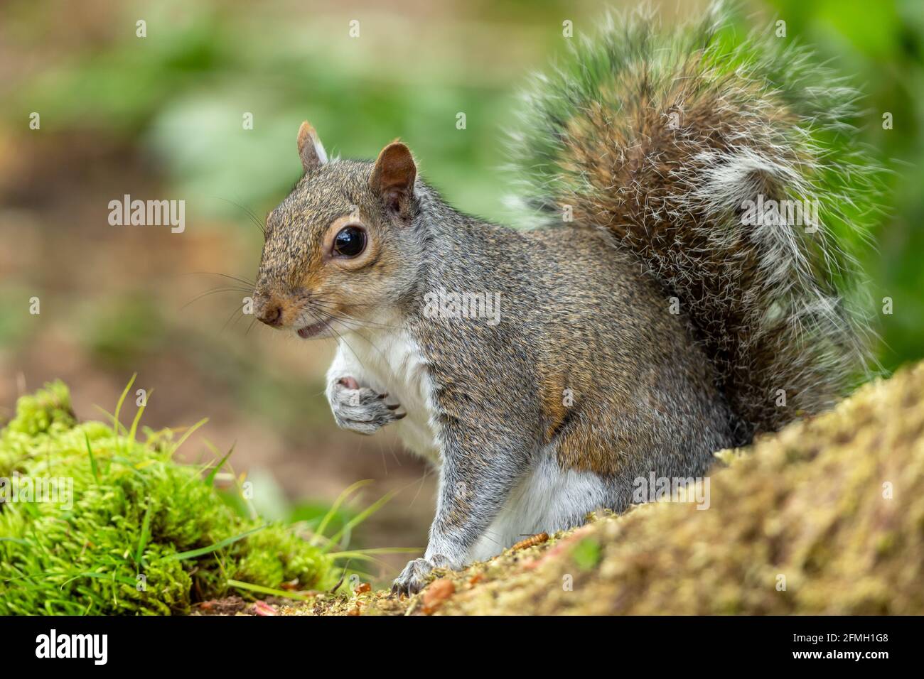 Squirrel scientific name animal wild hi-res stock photography and