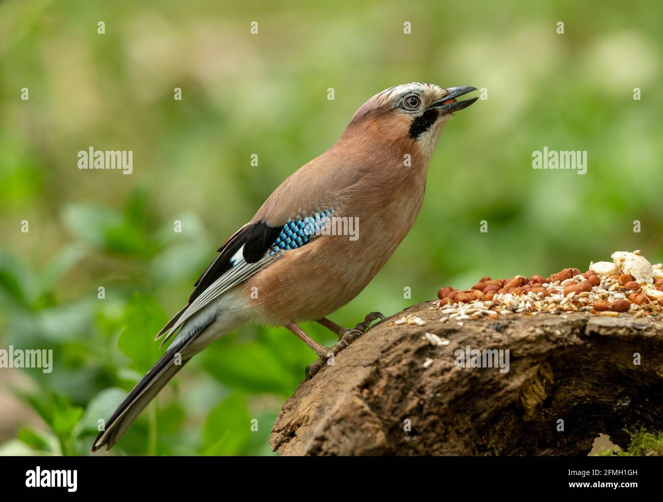 European Jay, Scientific name, Garrulus Glandarius.  Close up of a Jay in springtime, facing right in natural habitat feeding on peanuts and seeds.  C Stock Photo