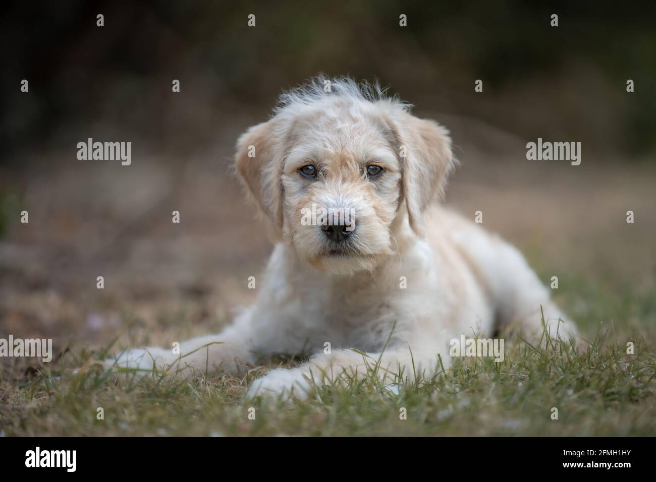 Labradoodle puppy laying on grass Stock Photo