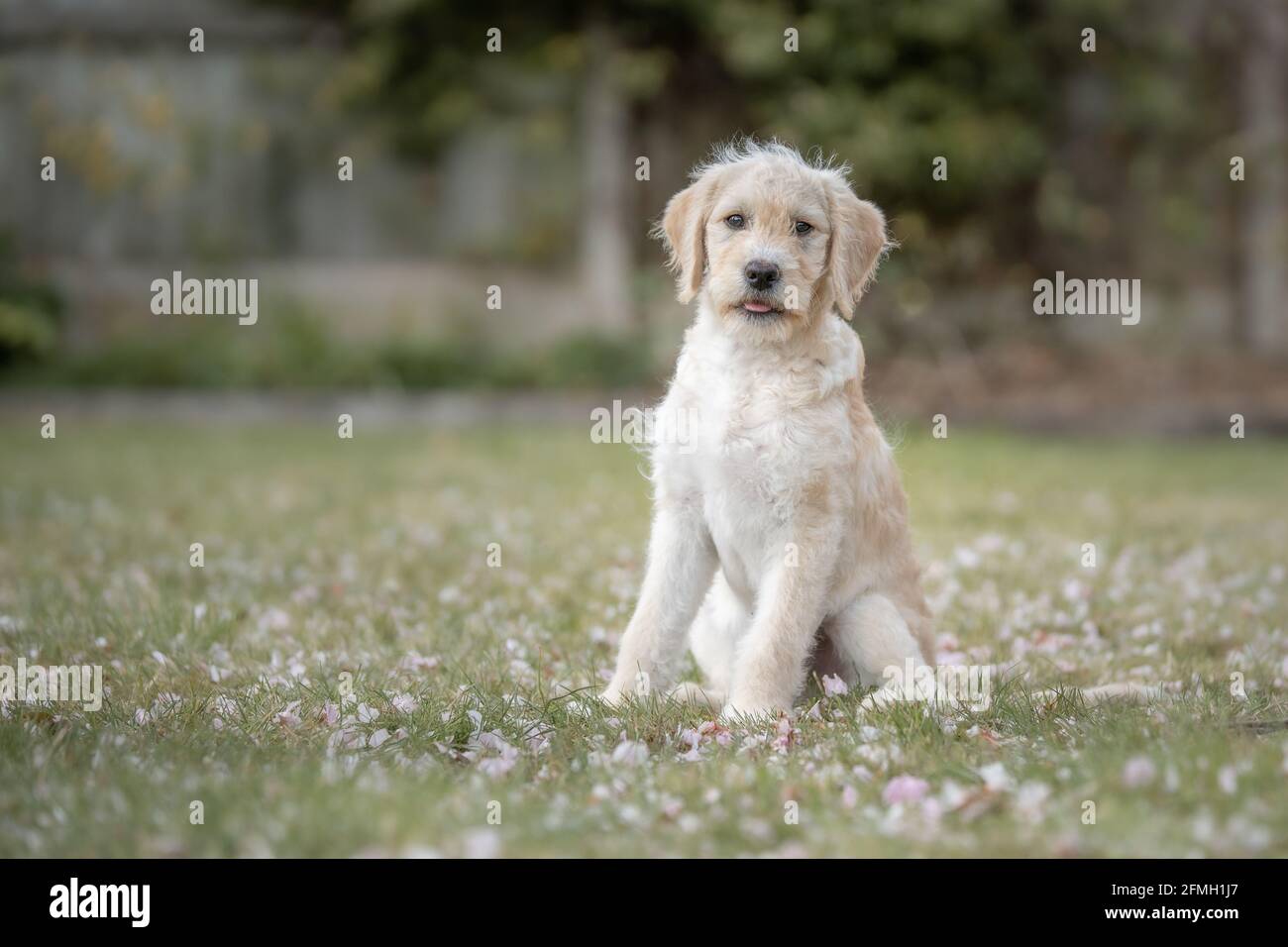 Puppy sitting in amongst fallen blossom Stock Photo