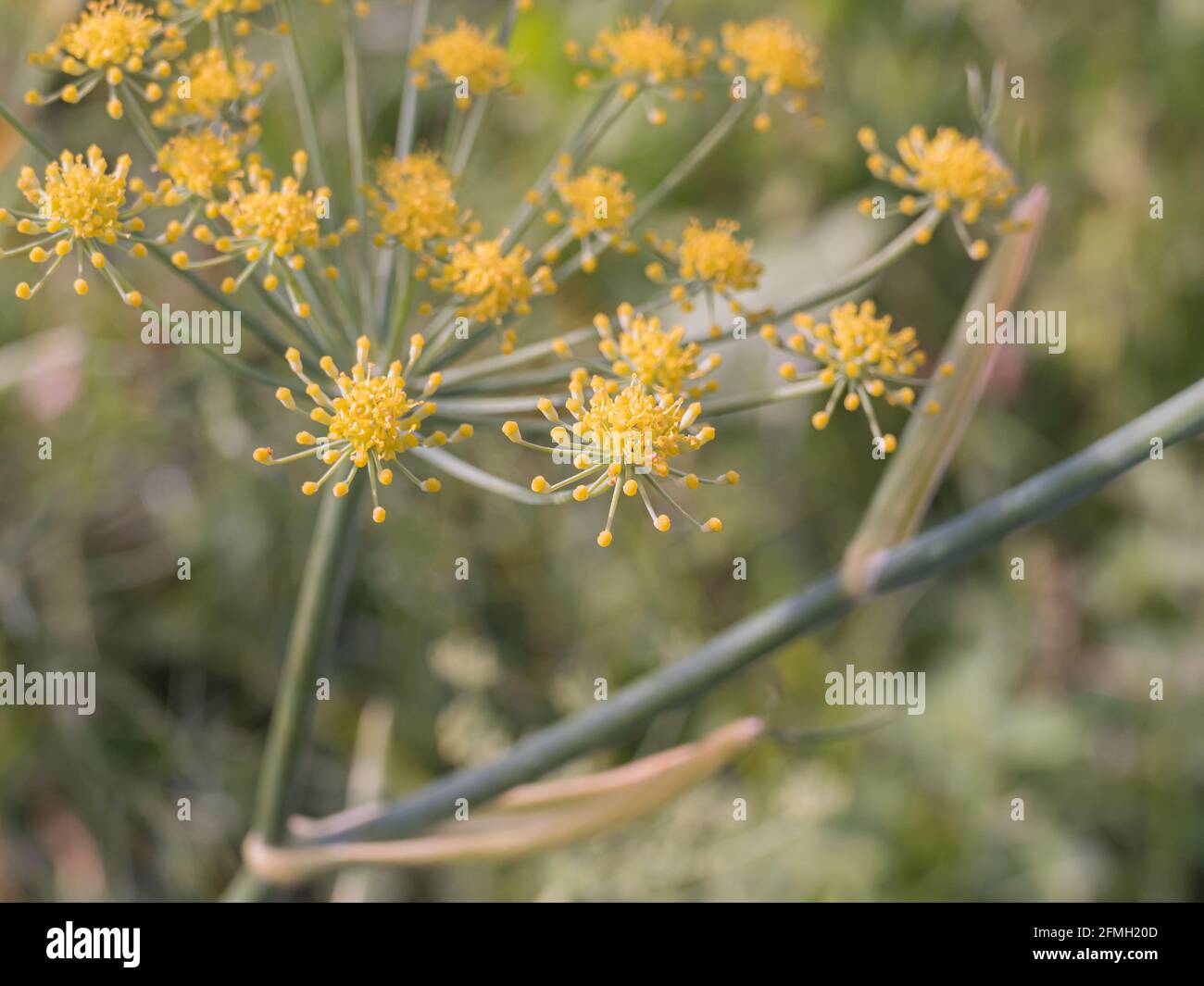 close up view of dill plant flowers with daylight in summer outdoors Anethum graveolens Stock Photo