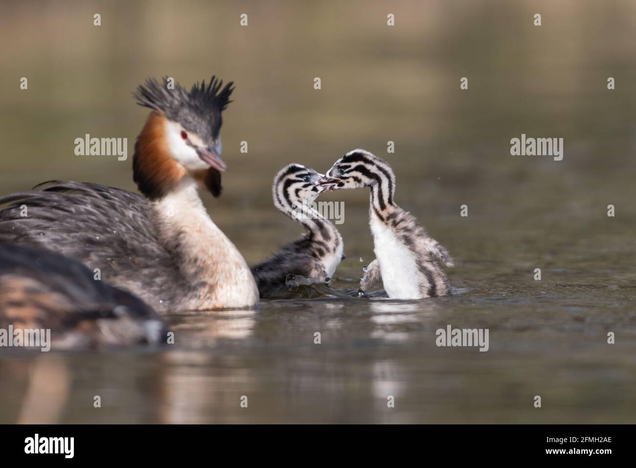 Two young Great crested grebes (Podiceps cristatus) are playing around
