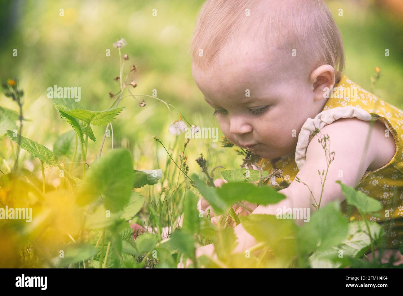 A baby girl plays among wildflowers in a garden. Stock Photo