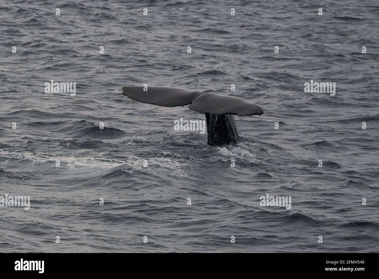A grayscale shot of a whale tail above the water in the sea Stock Photo ...