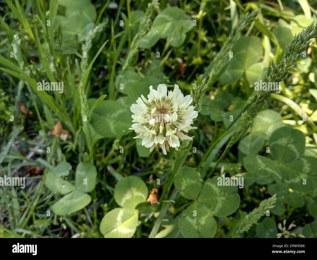 The cute white Dutch Clover (Trifolium Repens Stock Photo Alamy