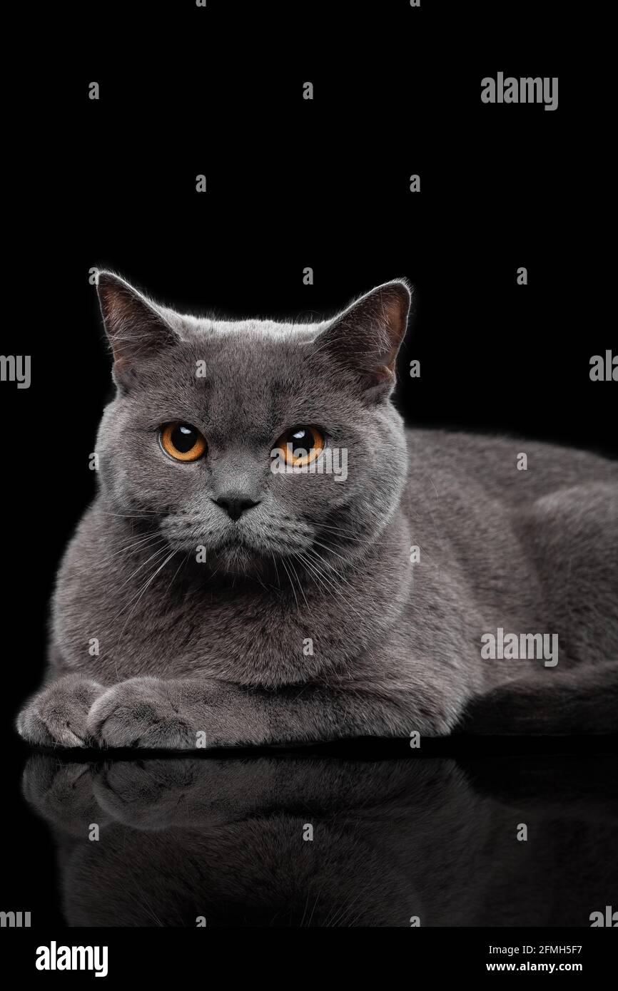 Adorable dark gray Scottish Straight cat Stock Photo