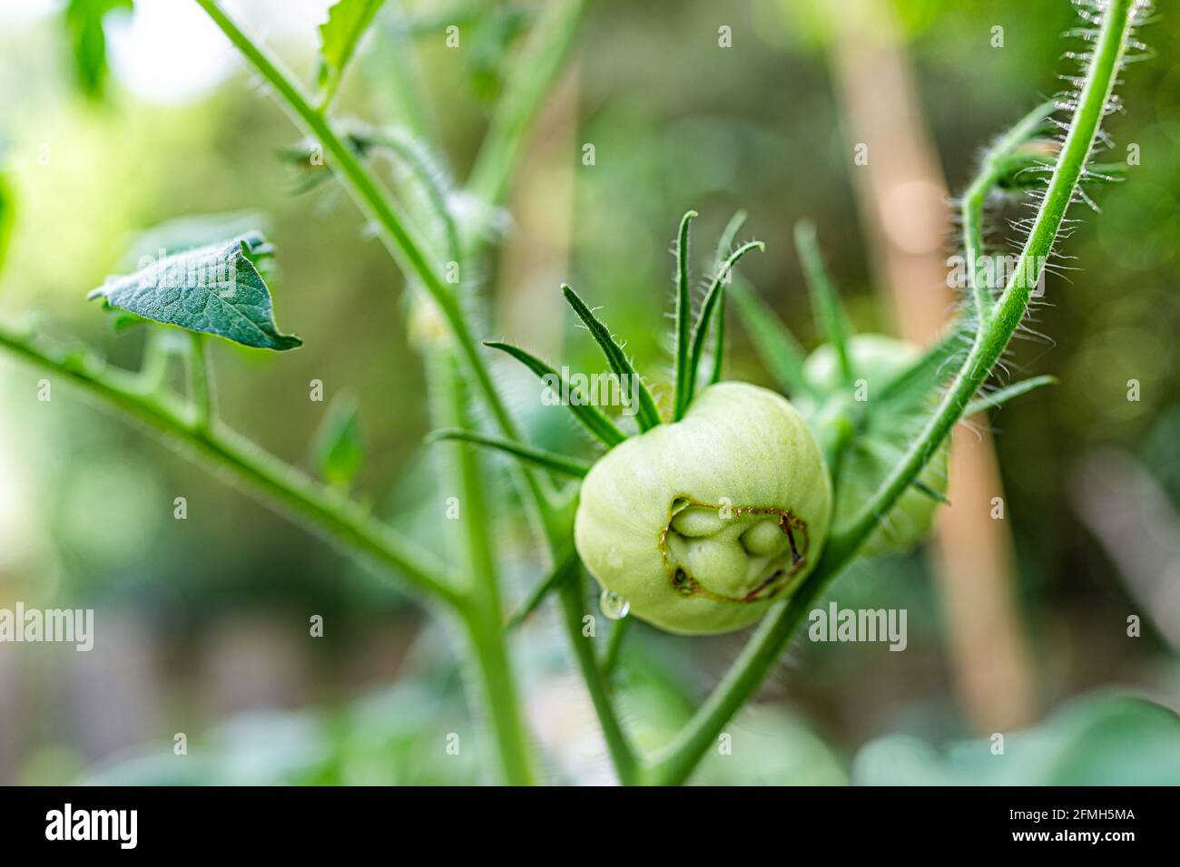 Green unripe catfaced tomato hanging growing on green vine on plant macro closeup with blurry background with rain water drops on fruit Stock Photo