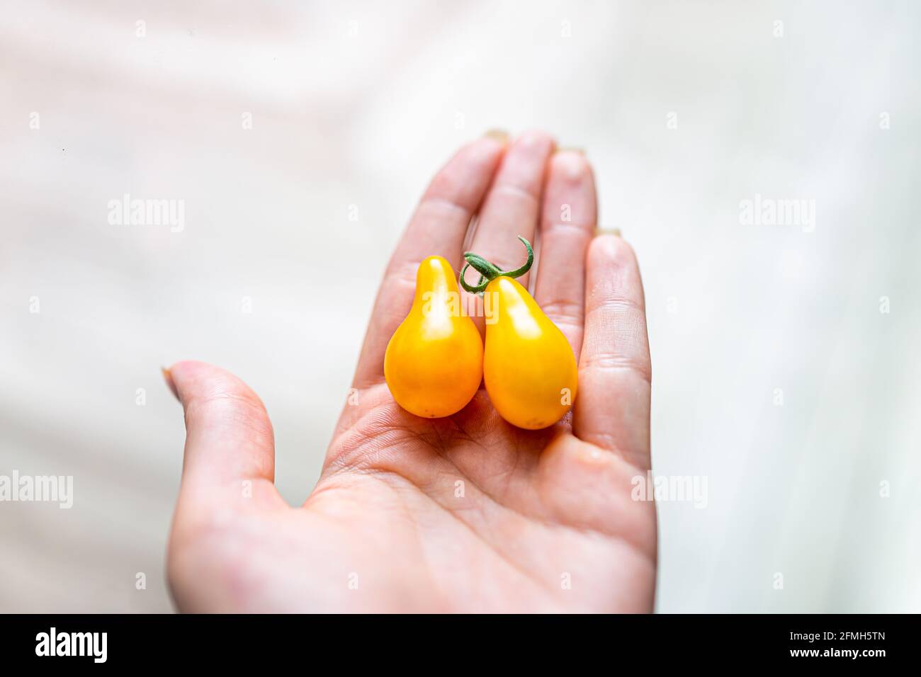 Macro closeup of unique variety of small cherry yellow pear tomatoes harvested from garden with woman holding fruit in palm of hand Stock Photo