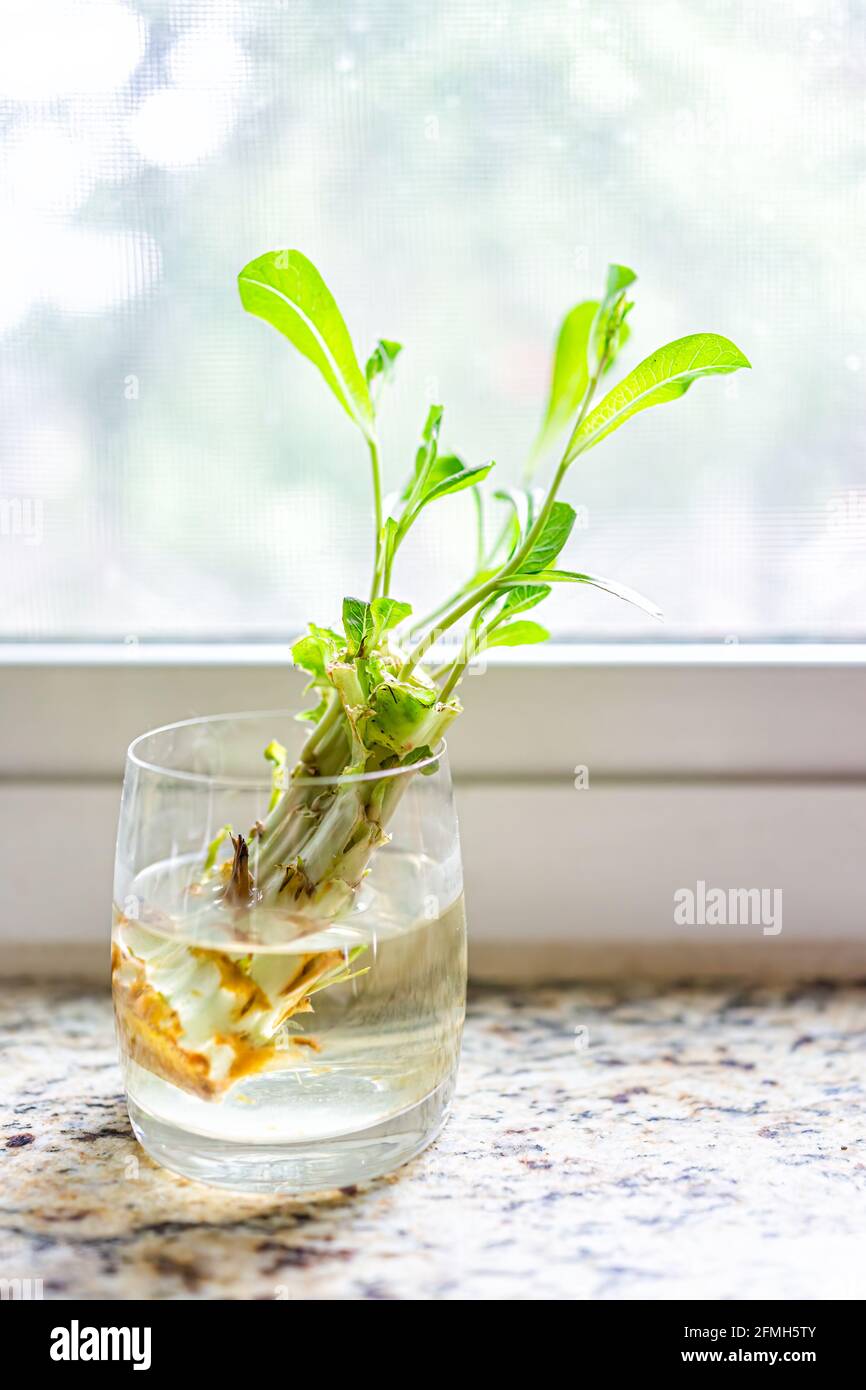 Closeup of cut diy lettuce plant growing in glass cup with water