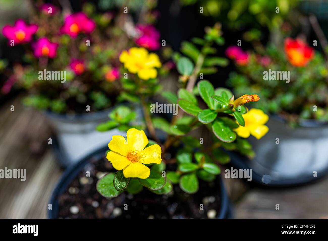 Macro closeup of green red and yellow flowers edible purslane plant in pot flowerpot outside blooming in garden with texture Stock Photo