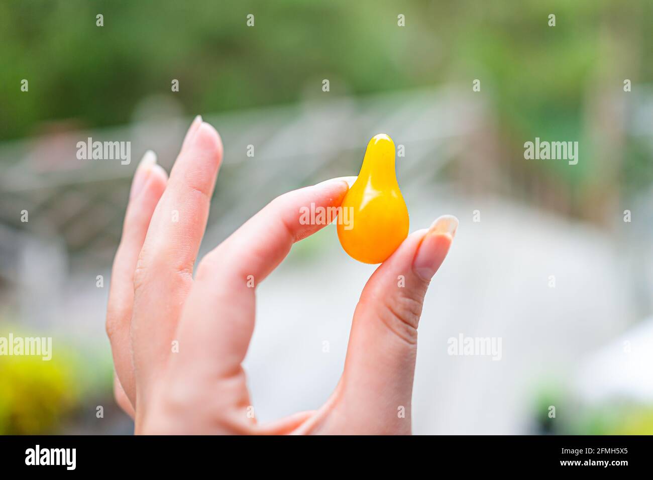 Macro closeup of unique small cherry yellow pear tomatoes harvested from garden with woman holding fruit and background of garden deck Stock Photo