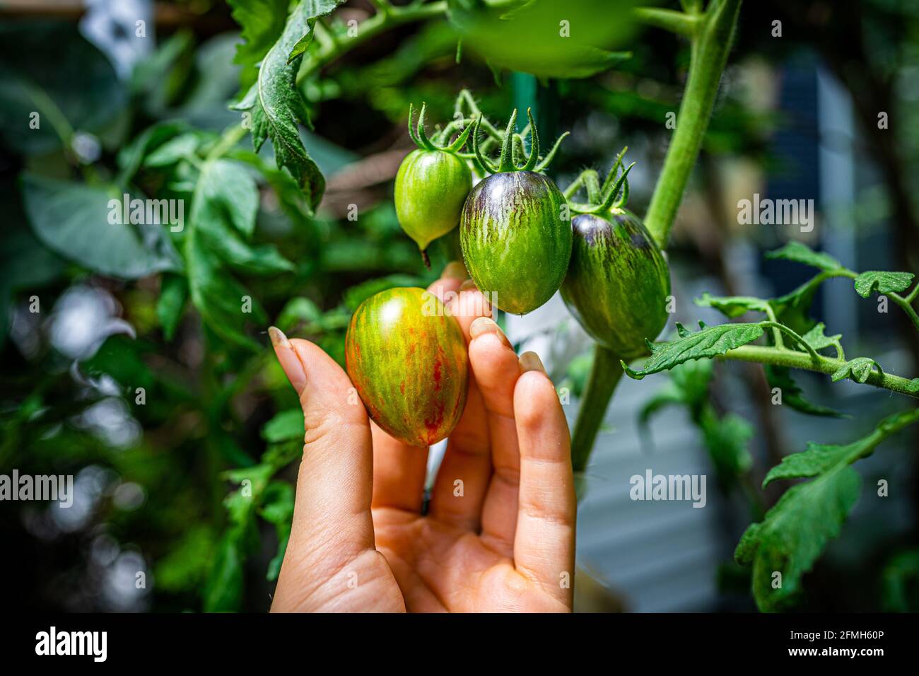 Macro closeup view of green variety of hand holding small grape tomatoes cluster group hanging growing on plant vine in garden with orange red ripe fr Stock Photo