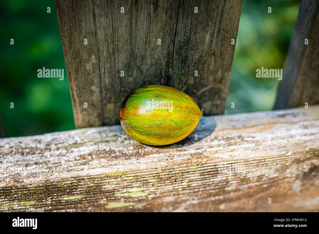 Macro closeup of one single green variety of grape tomato fruit on deck railing wooden in garden with orange red ripe striped vegetable Stock Photo