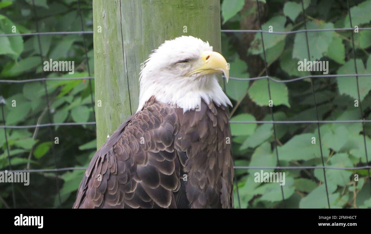 Bald Eagle in captivity Stock Photo Alamy