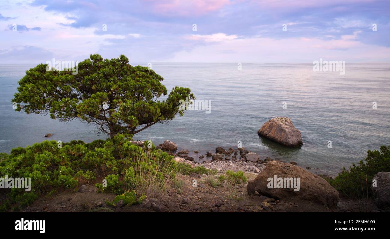 Sunset Rocks Trees Amazing tree growing out of the rock at sunset. Colorful landscape with ...