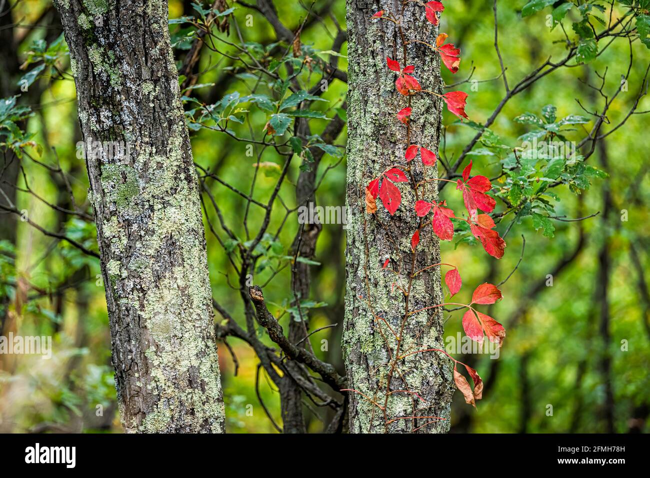Colorful red foliage of woodbine wood Virginia creeper on tree in autumn fall forest at Dolly Sods in West Virginia in National Forest Park with vine Stock Photo