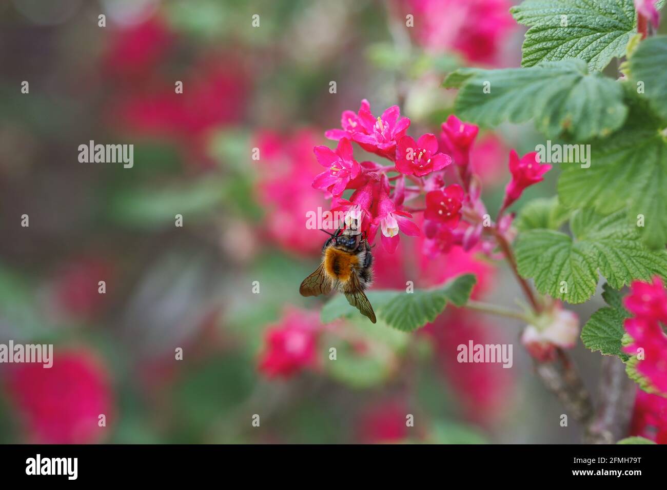 Tree Bumblebee Pollinates Red Currant Flower during Spring. Bombus Hypnorum also called New Garden Bumblebee Collects Nectar from Ribes Sanguineum. Stock Photo