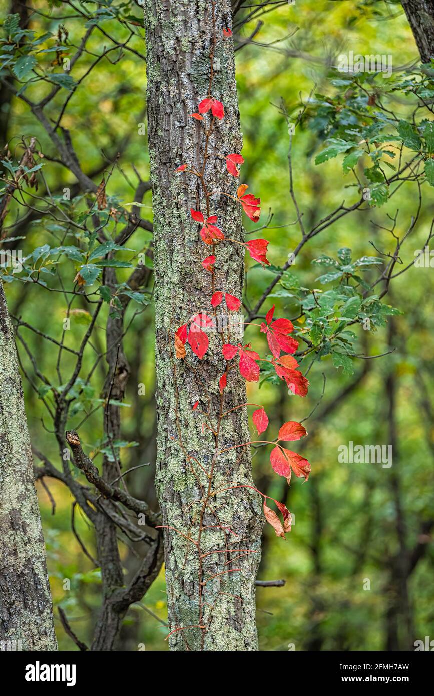 Colorful red foliage vertical view of woodbine wood Virginia creeper on tree in autumn fall forest at Dolly Sods in West Virginia in National Forest P Stock Photo