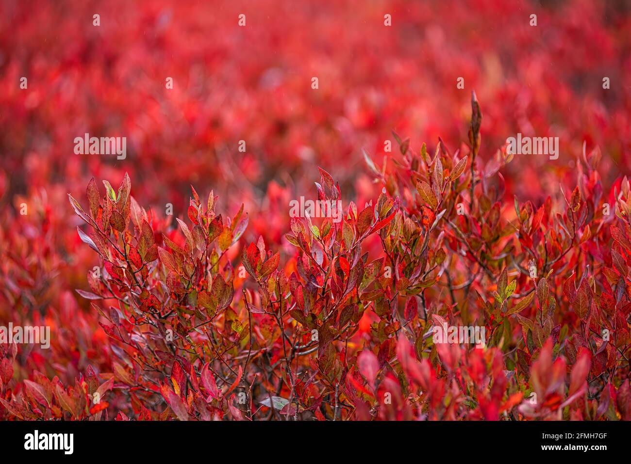 Macro closeup of many colorful red blueberry huckleberry bushes pattern of leaves in autumn fall with texture and bokeh background in West Virginia Stock Photo