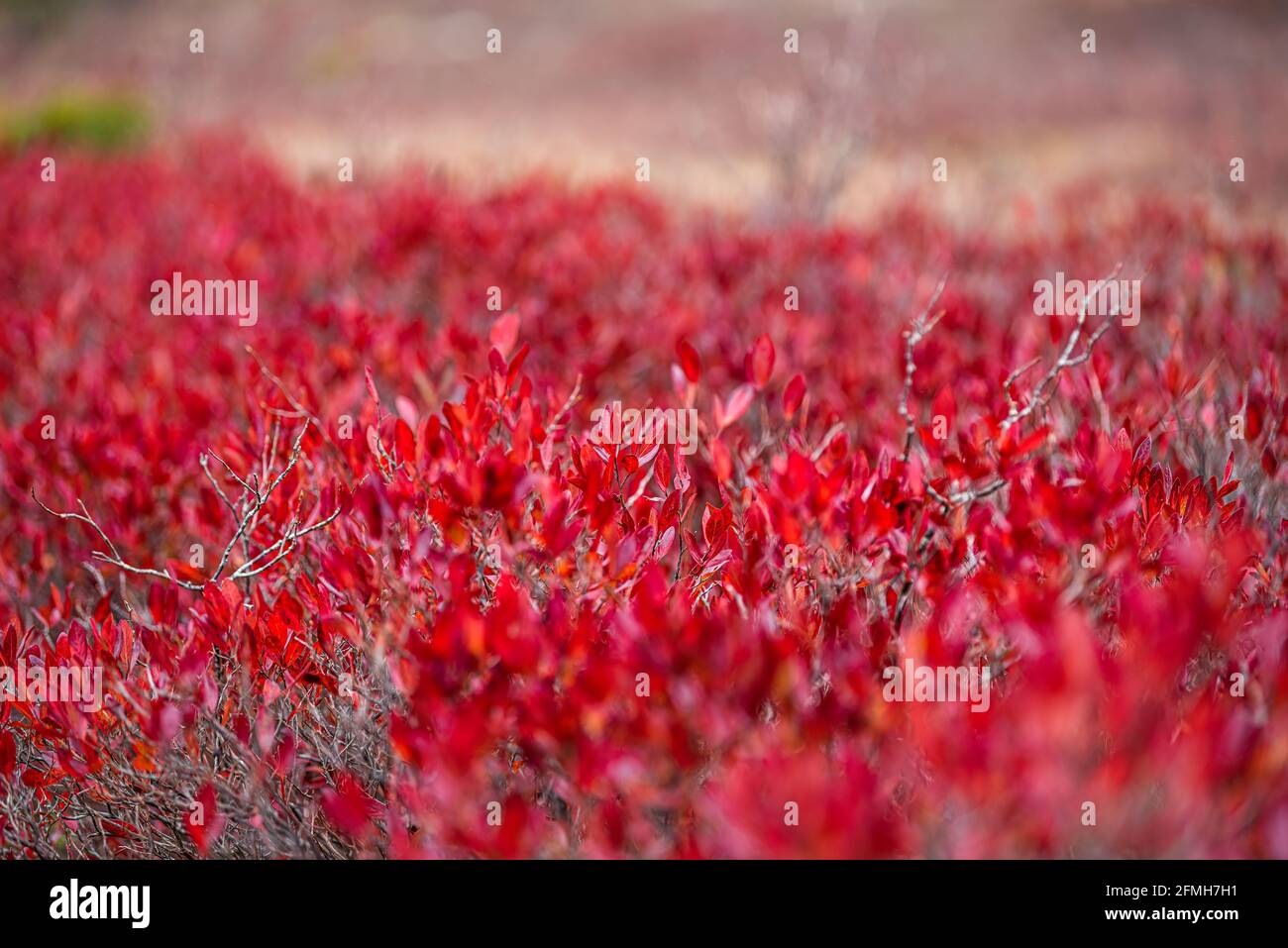 Macro closeup of colorful red blueberry huckleberry bushes pattern of leaves in autumn fall with texture and bokeh background in West Virginia Stock Photo