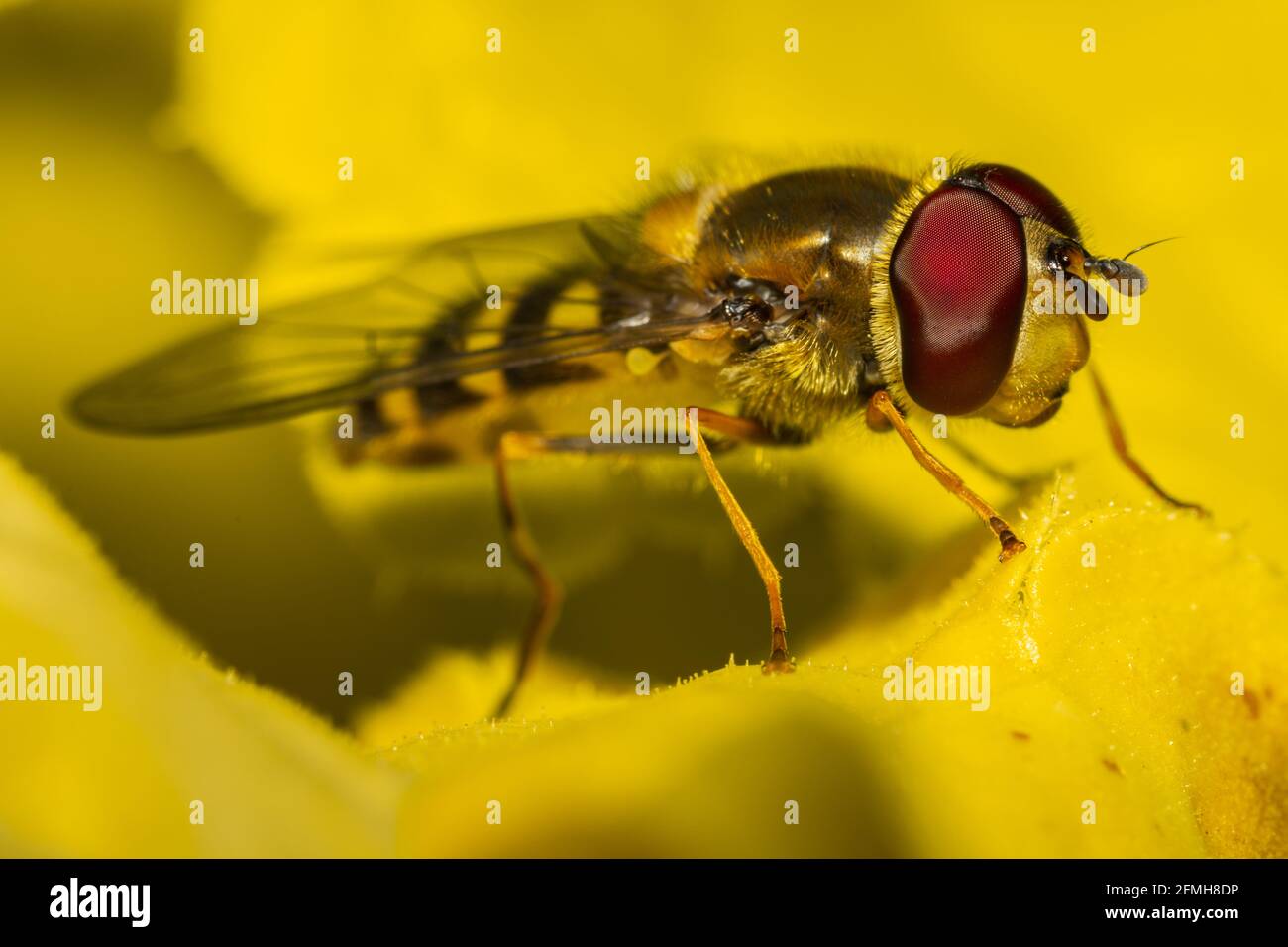 Side view of a hoverfly (syrphid fly) resting on some yellow leaves. Its big red compound eyes being the main subject of focus Stock Photo