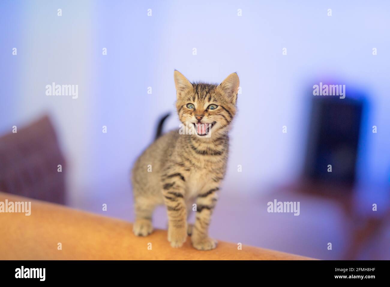 Tabby kitten meowing looking at the camera Stock Photo