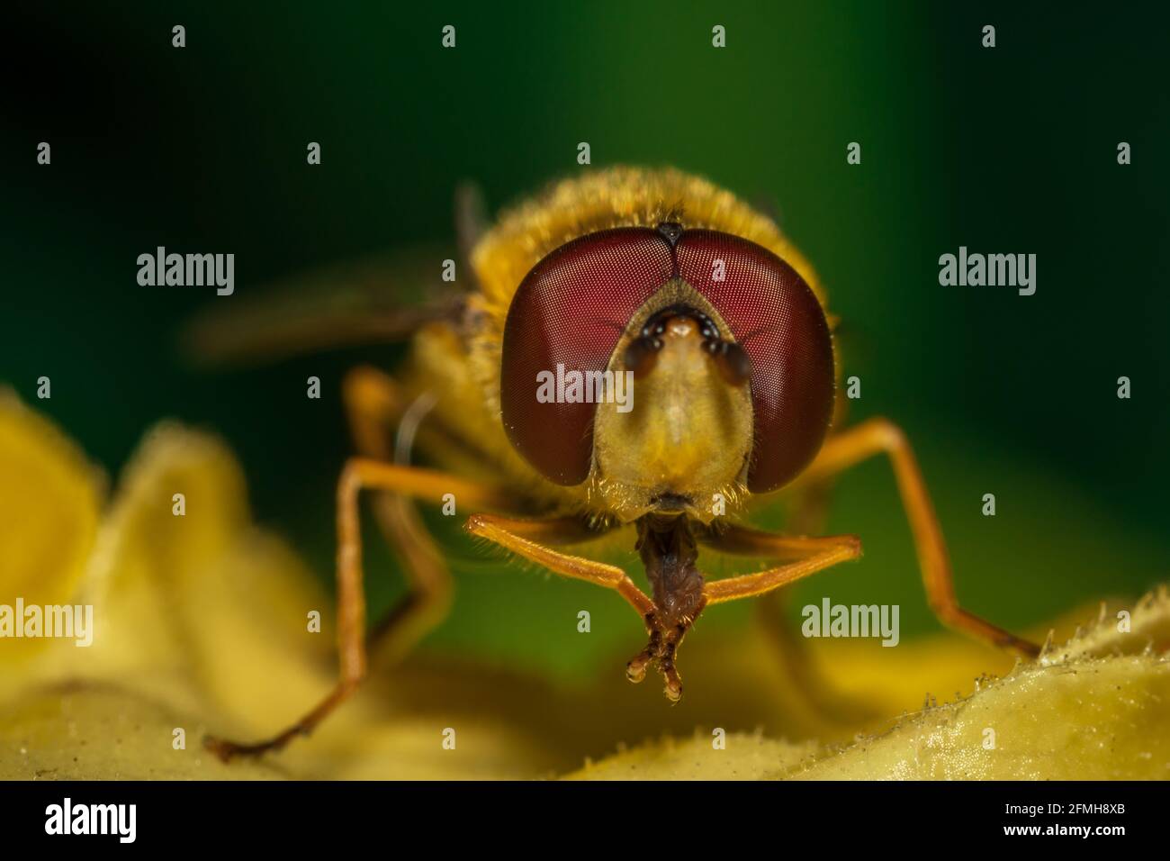 Front view of a hoverfly (syrphid fly) licking its front legs while sat on the yellow leaves of a plant. The big red compound eyes being the focus Stock Photo
