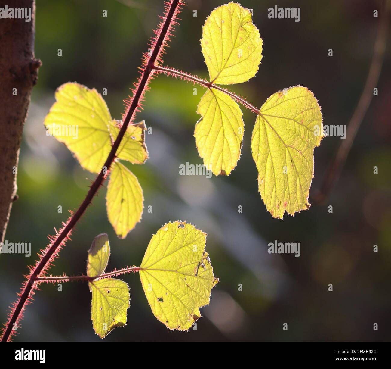 Wild raspberry tree, Rubus idaeus, along Landis Woods Trail, Lancaster County, Pennsylvania, during the fall season with sun backlighting. Stock Photo