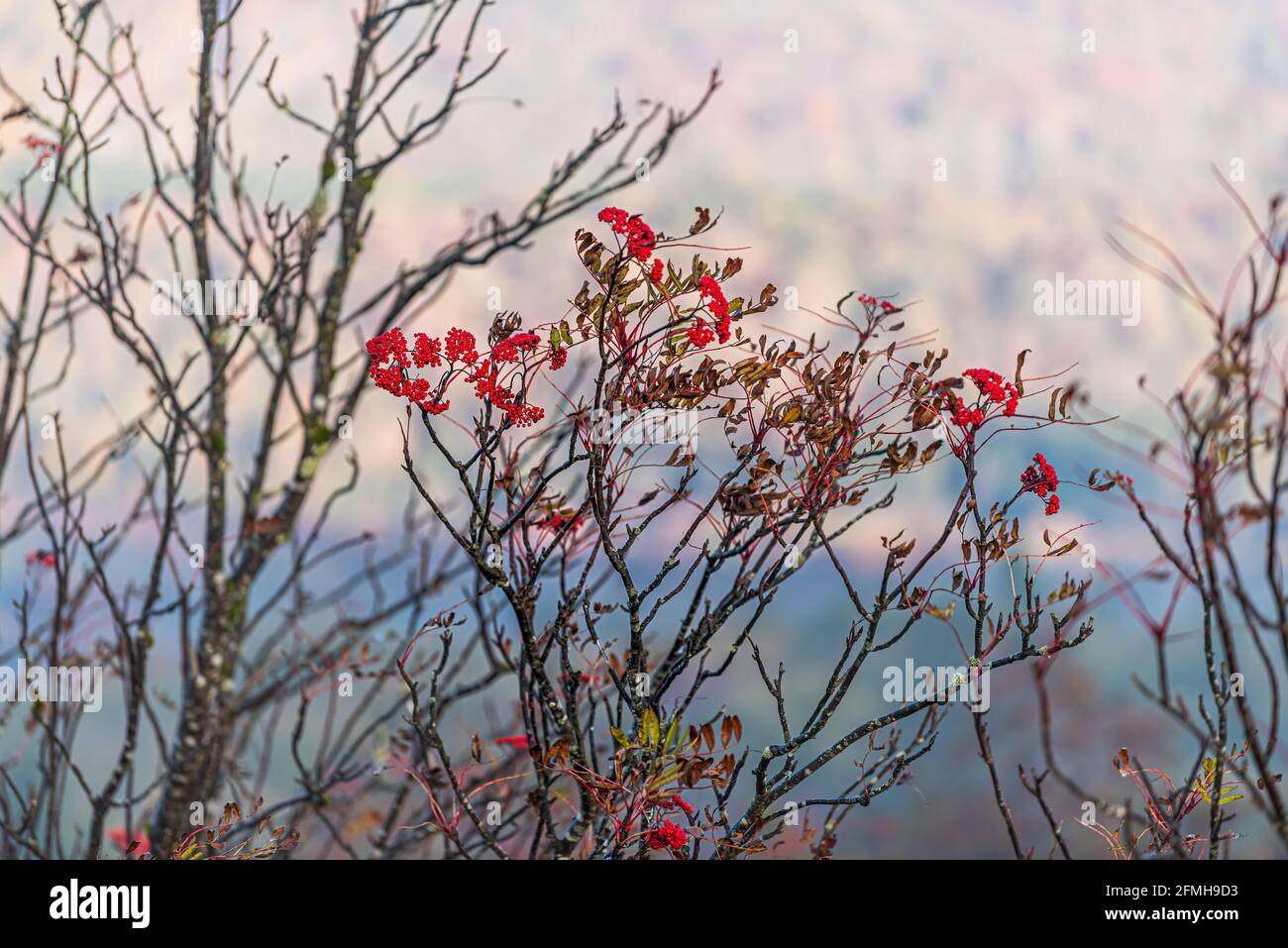 Rowan berry tree with edible red rowanberries growing in fall autumn season on top of mountain in Spruce Knob West Virginia Stock Photo