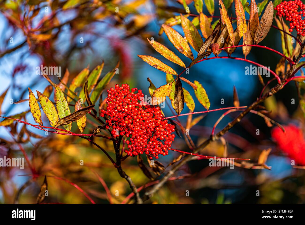 Rowan berry tree with edible red rowanberries growing macro closeup view of cluster in fall autumn season on top of mountain in Spruce Knob West Virgi Stock Photo