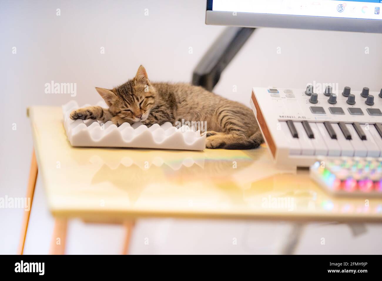 Tabby kitten sleeping next to keyboard on a desk Stock Photo
