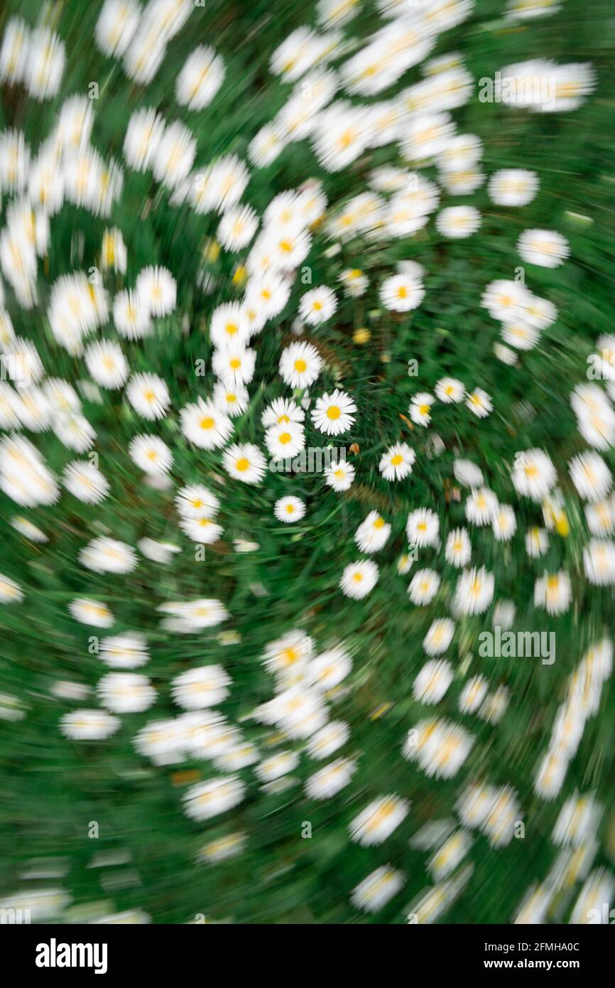 chamomile field from top with a twist zoom effect. Stock Photo