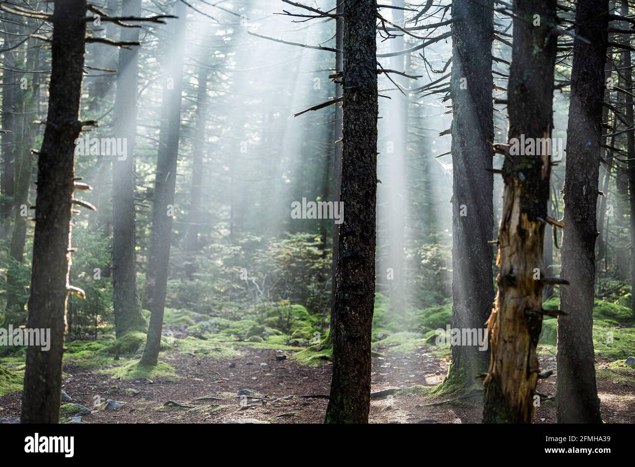 Huckleberry trail in Seneca Rocks Spruce Knob area with pine forest in fall with sun rays behind trees coniferous trunks in fog mist in West Virginia Stock Photo