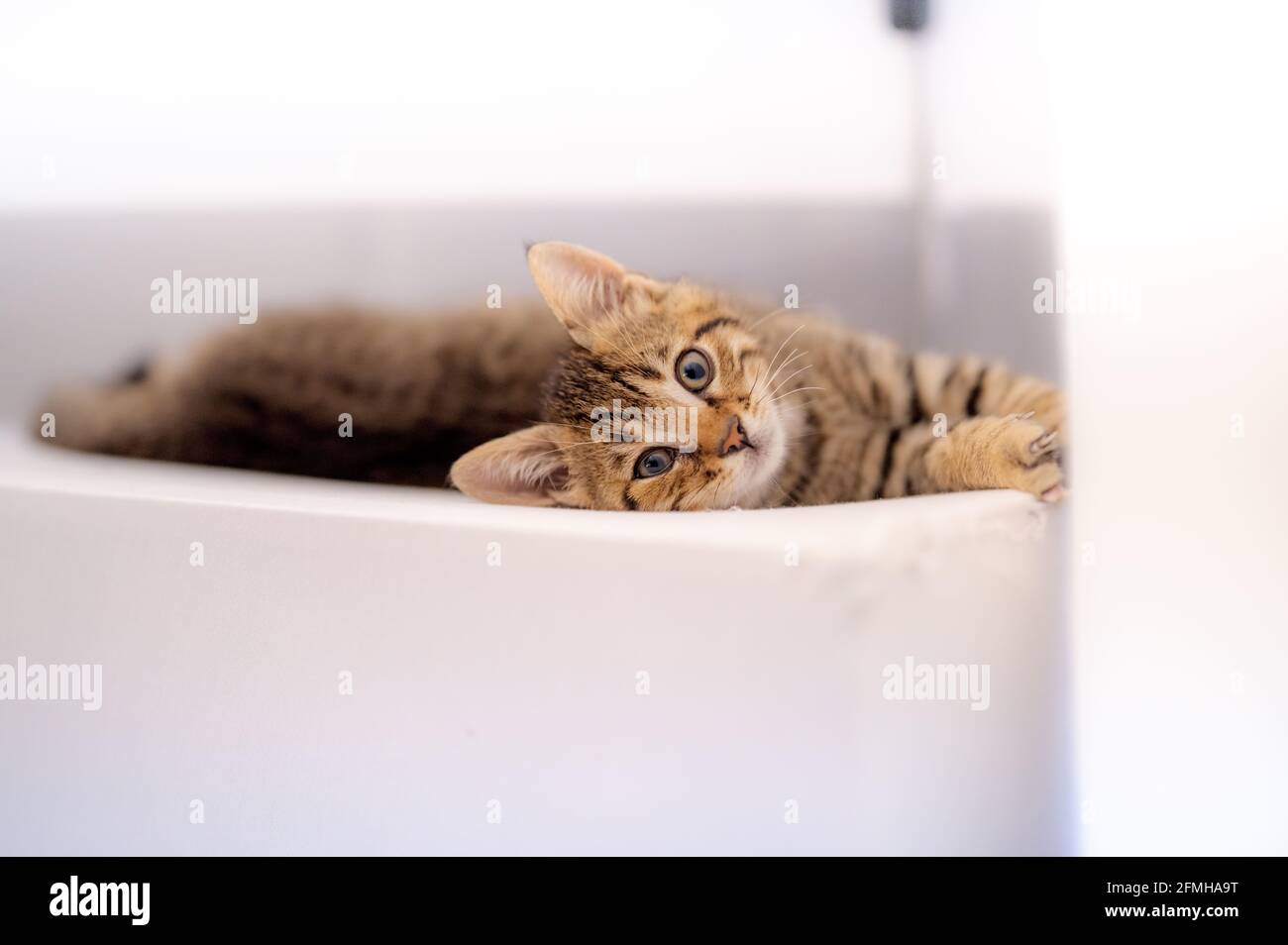 Tabby kitten looking up white background Stock Photo