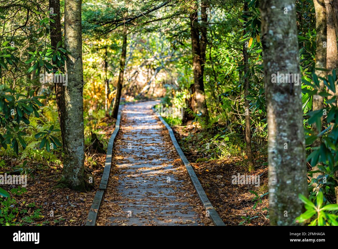 Pine tree canopy in Allegheny mountains Monongahela national forest