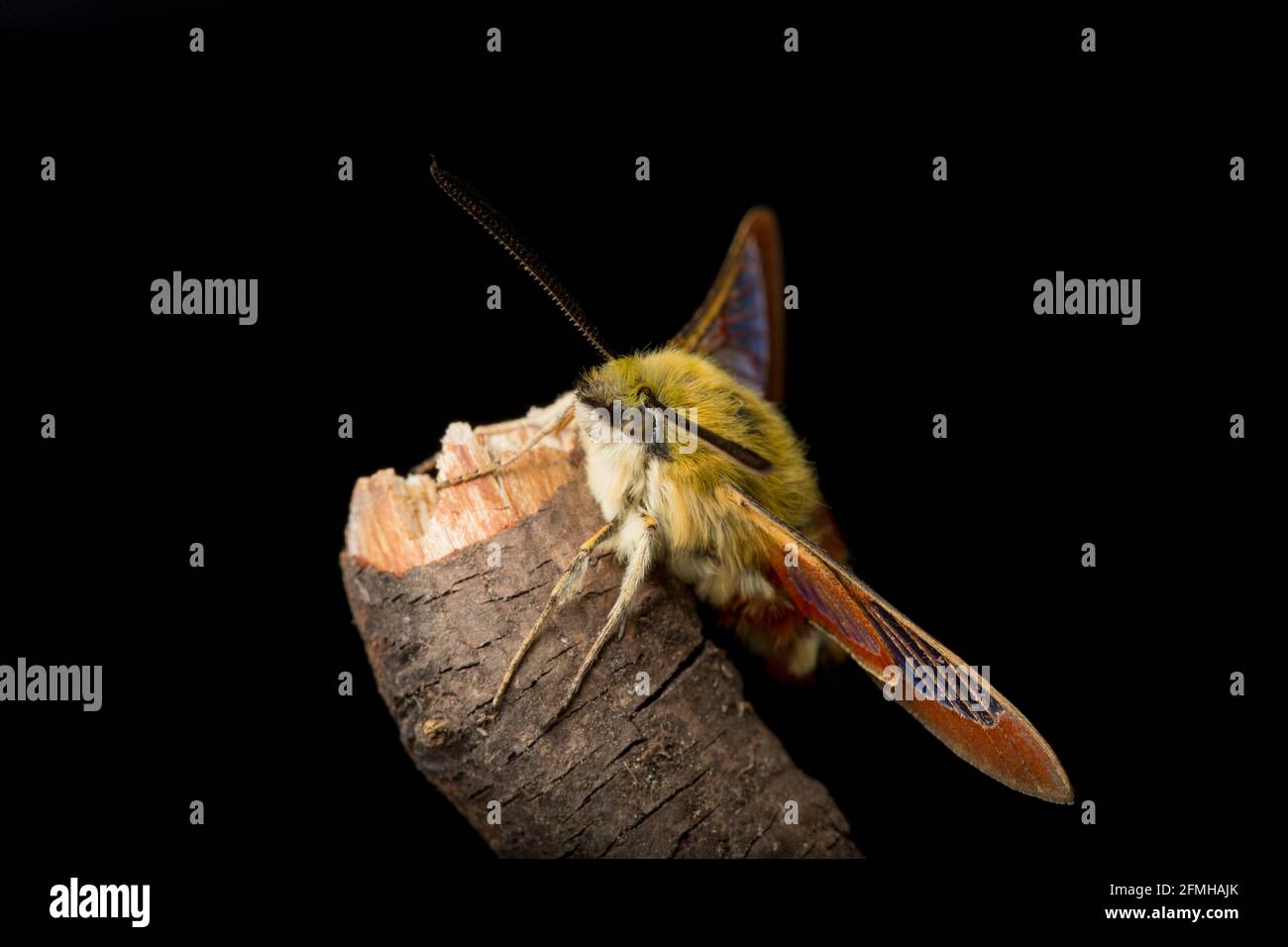 An example of a Broad Bordered Bee hawk moth found in mixed woodland in early May. Black background. Dorset England UK GB Stock Photo