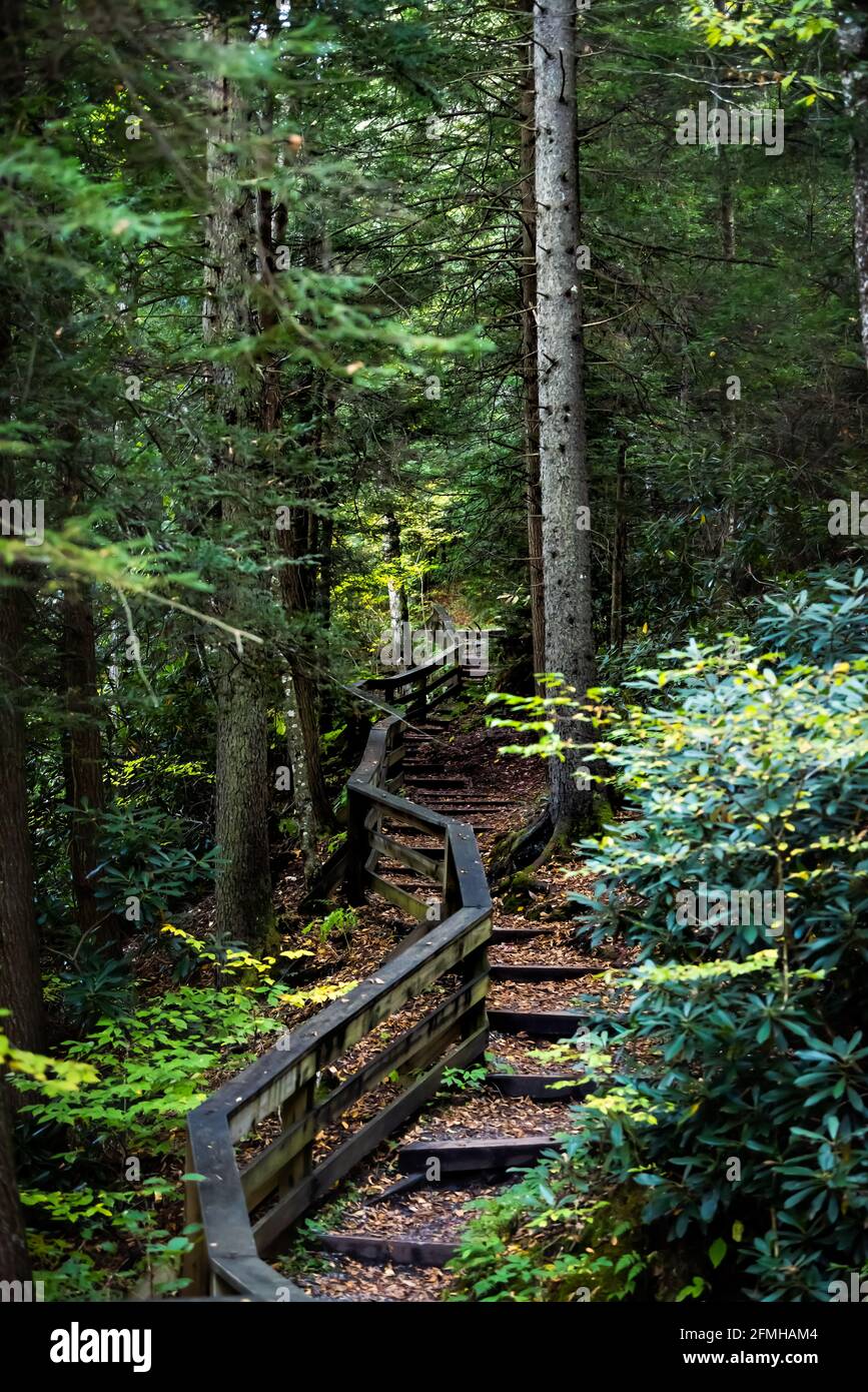 Vertical view on wooden boardwalk steps stairs hiking trail to Falls of