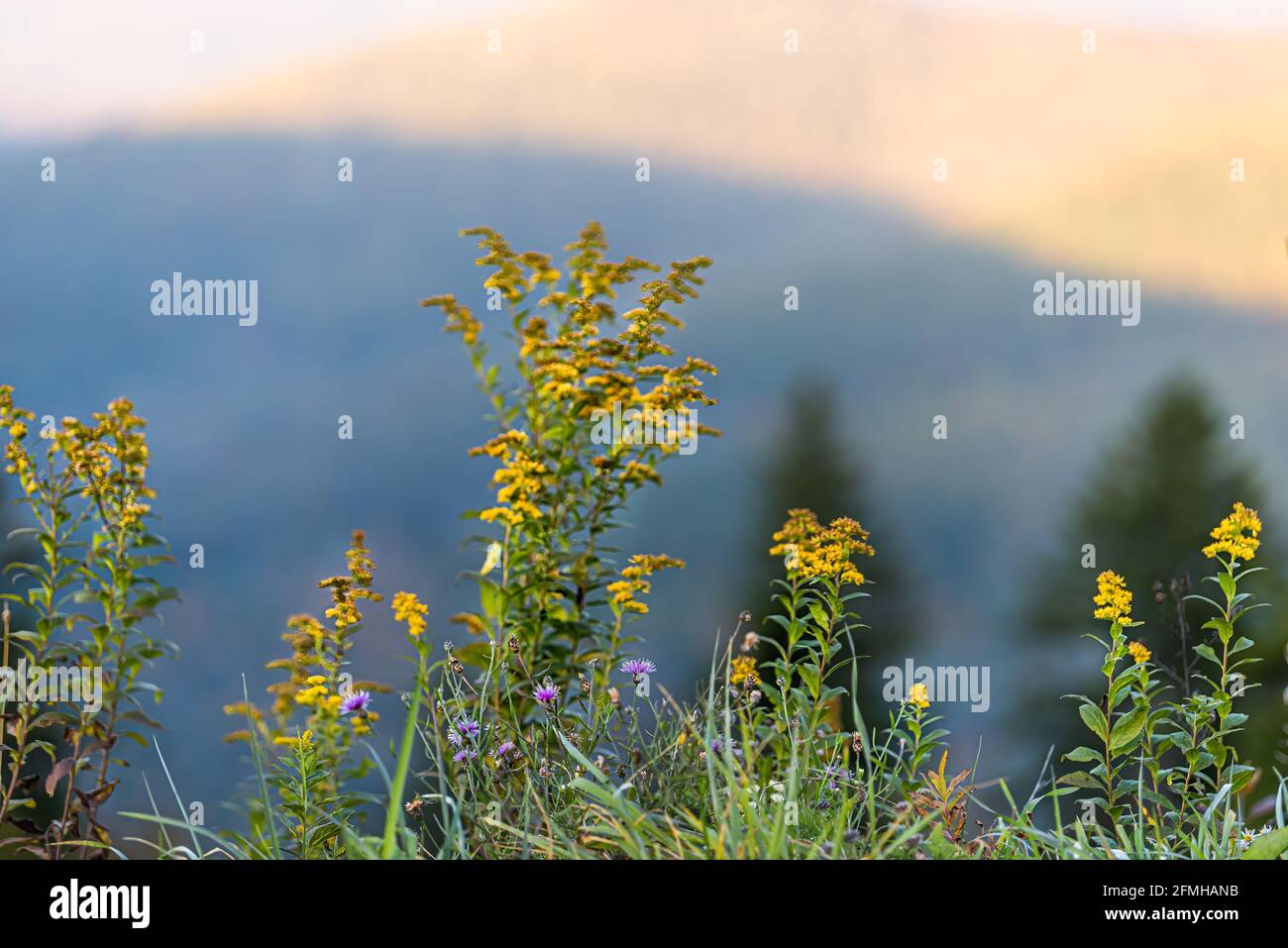Early goldenrod and milk thistle yellow purple wild flowers wildflowers