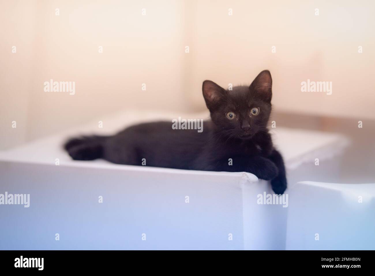 Curious black kitten looking up isolated background Stock Photo