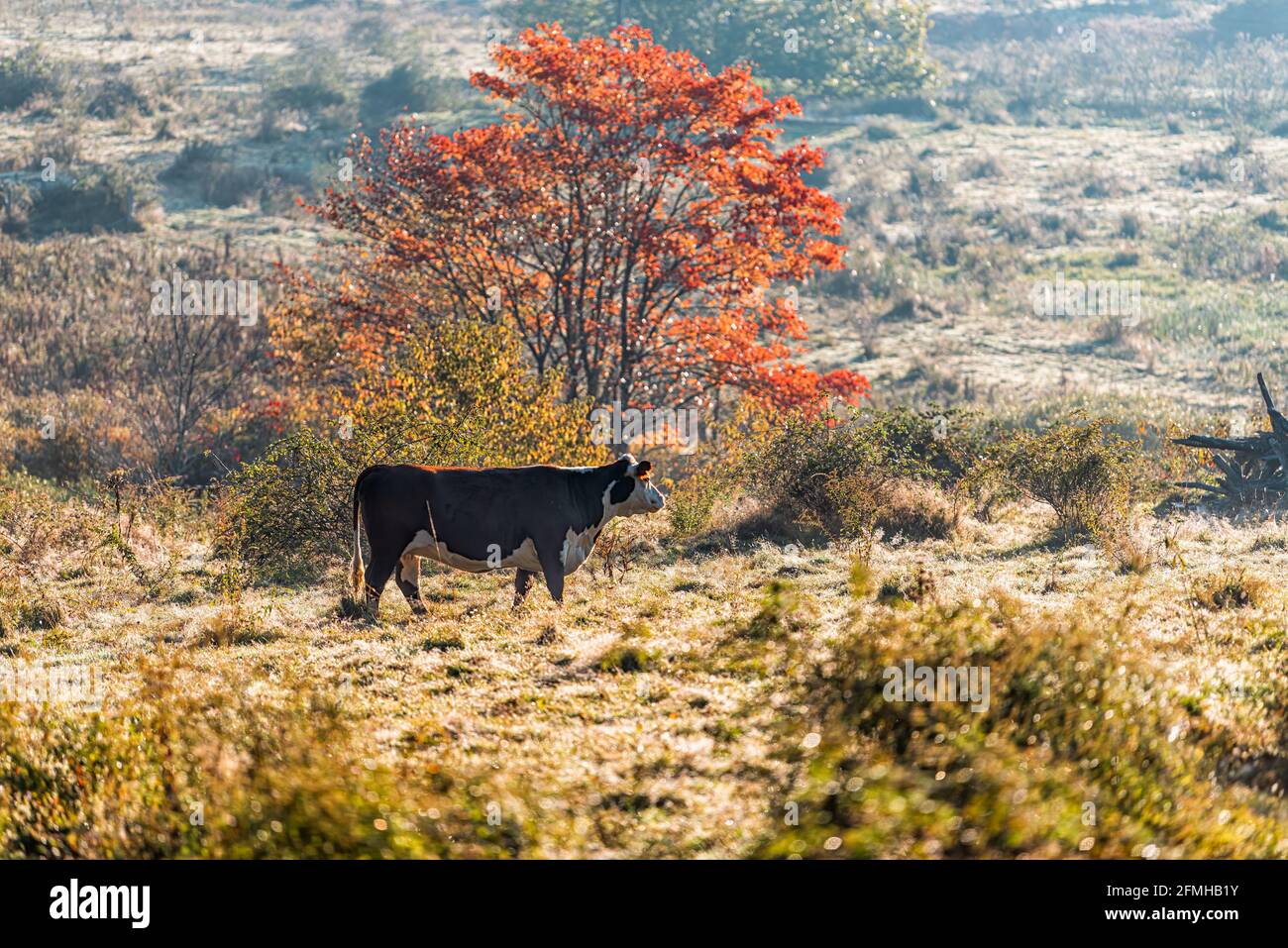 One dairy cattle farming animal cow grazing on West Virginia rural countryside farm field of