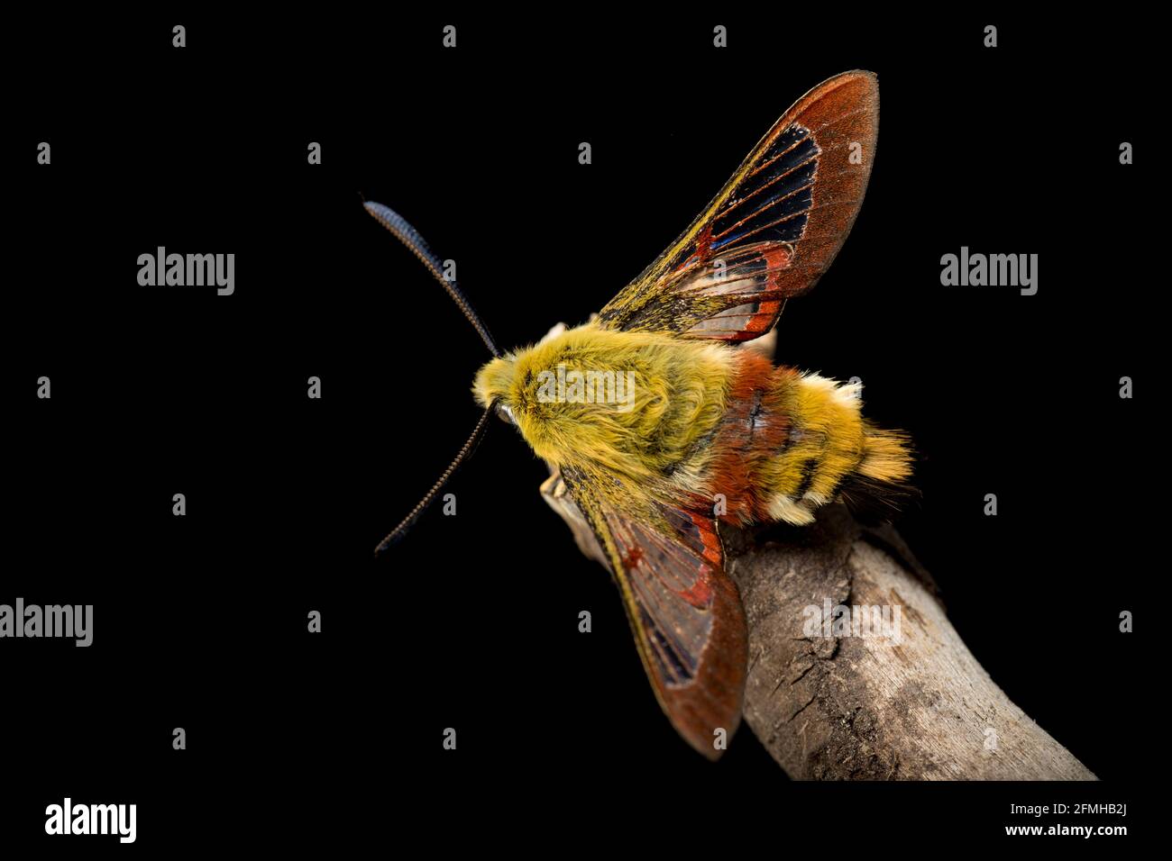 An example of a Broad Bordered Bee hawk moth found in mixed woodland in early May. Black background. Dorset England UK GB Stock Photo