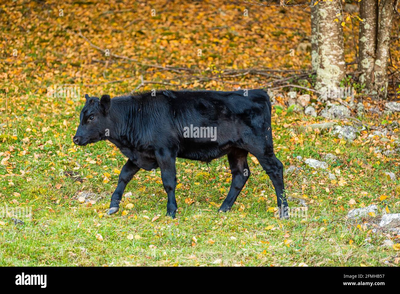 One grass-fed black cow walking grazing on pasture grass field in Highland county, Virginia rural countryside farm in colorful autumn Stock Photo
