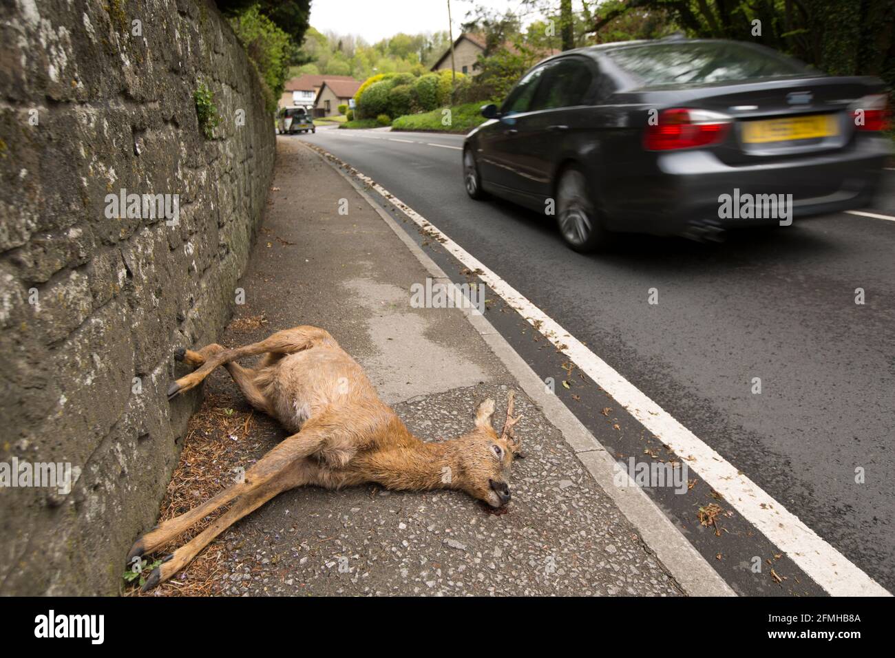 A dead roebuck, Capreolus capreolus, lying on pavement near housing after being struck by a vehicle. North Dorset England UK GB Stock Photo