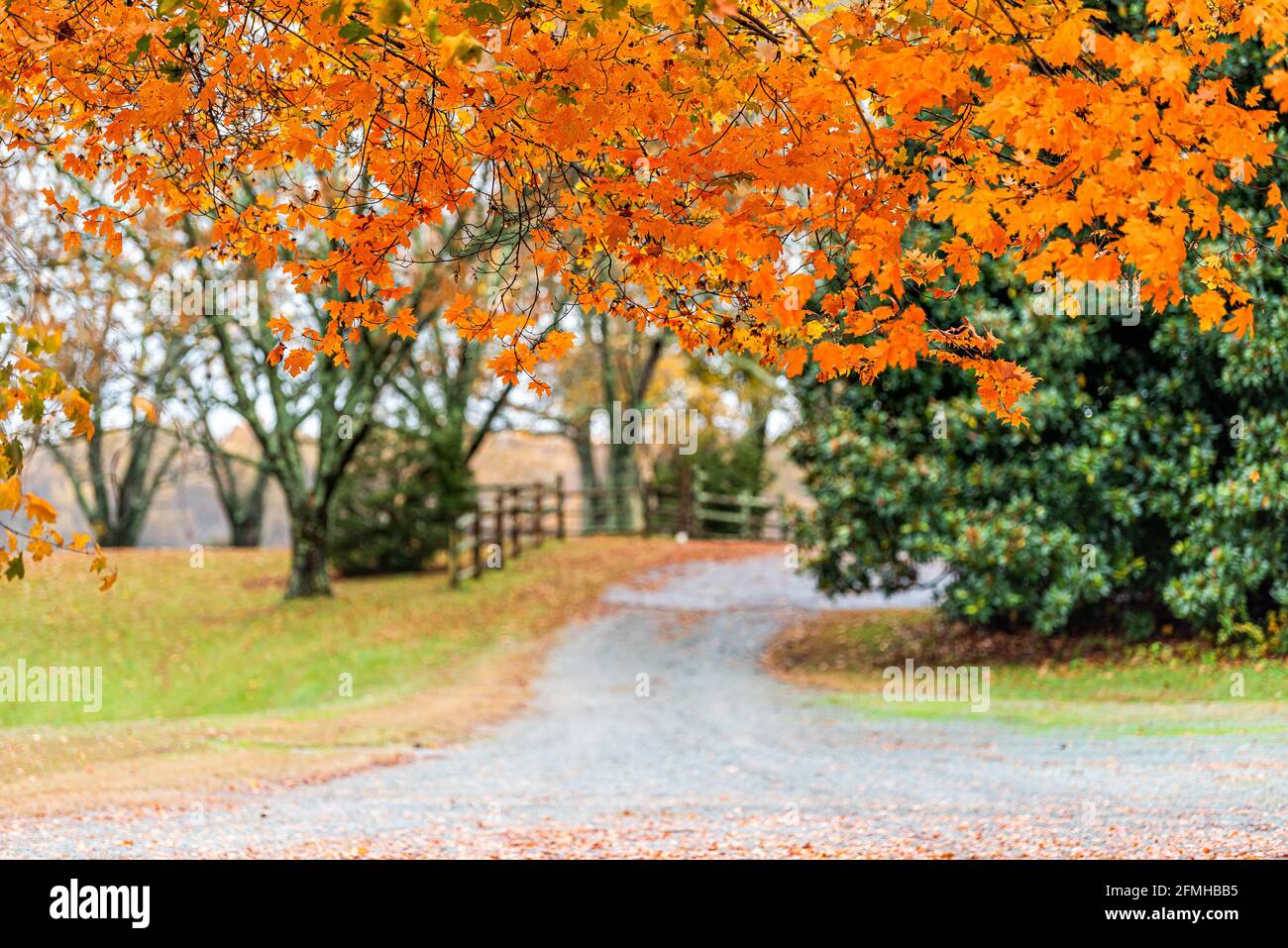 Colorful orange yellow maple tree branch with foliage leaves in autumn ...