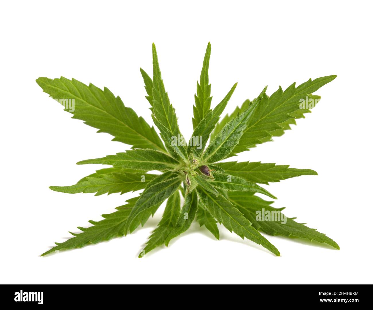 Marijuana seeds on green background Cut Out Stock Images & Pictures - Alamy