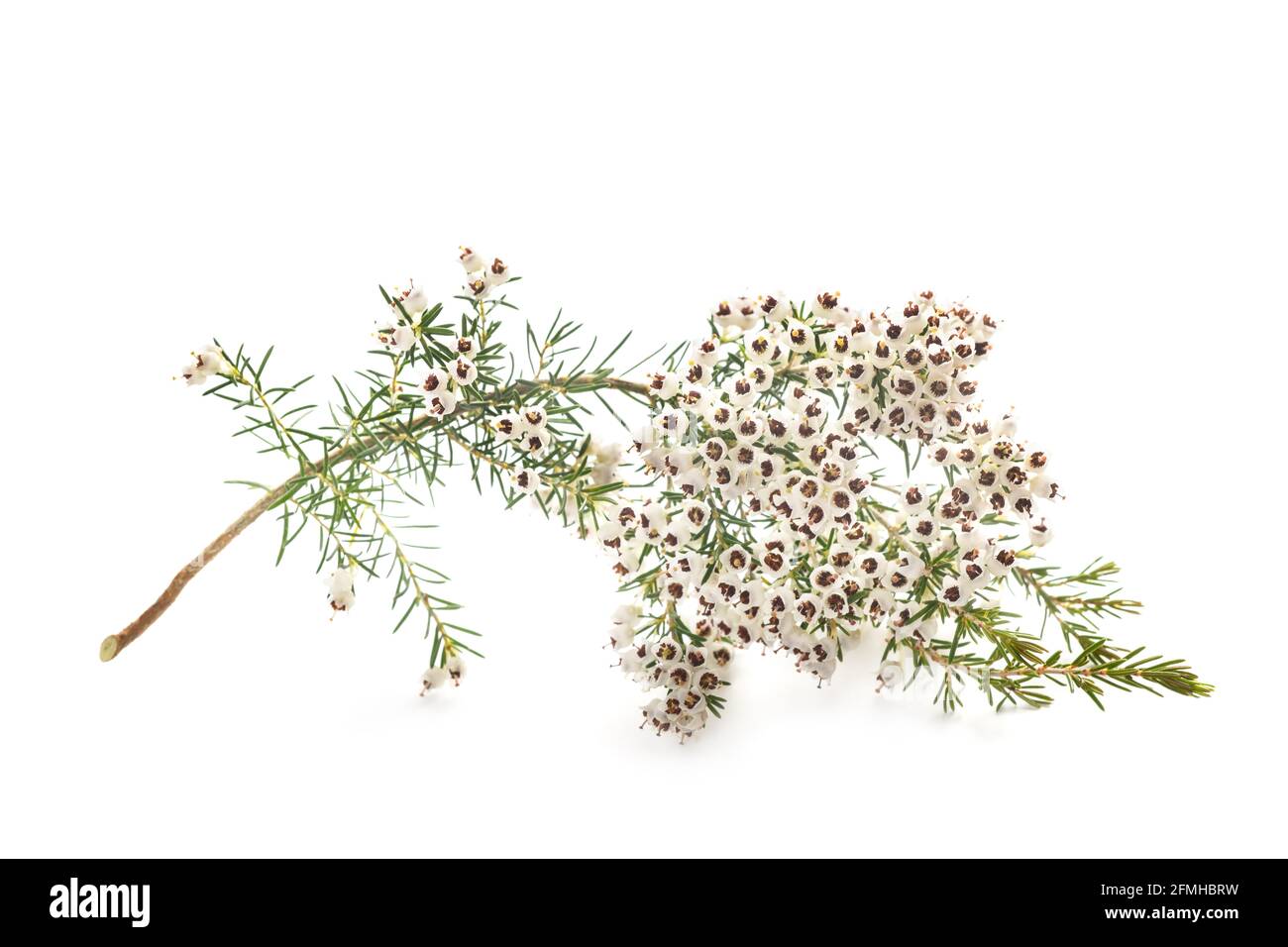 erica arborea branch isolated on white background Stock Photo