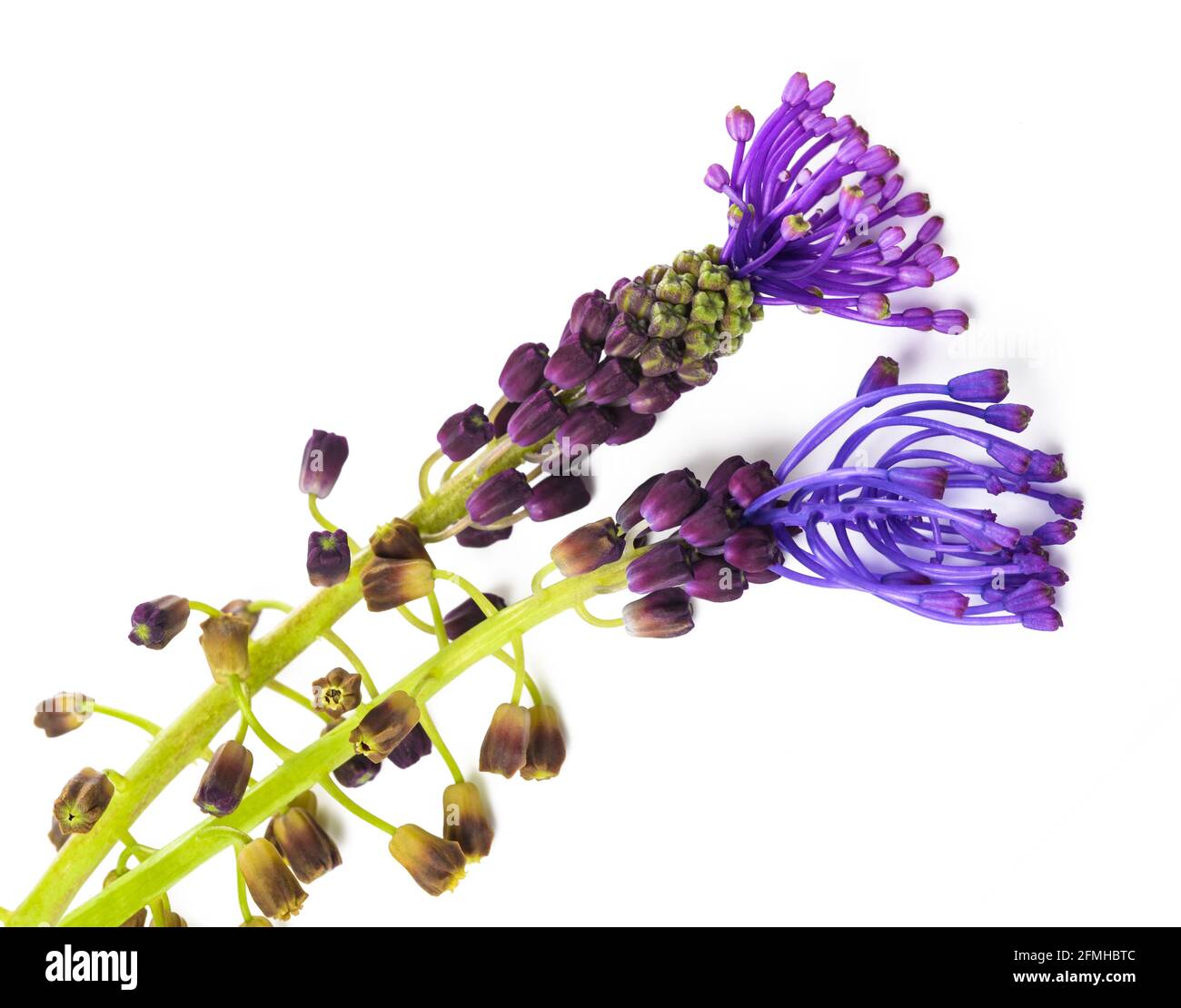 Tassel hyacinth flowers isolated on white background Stock Photo