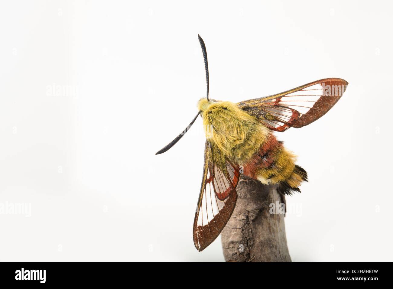 An example of a Broad Bordered Bee hawk moth found in mixed woodland in early May. White background. Dorset England UK GB Stock Photo